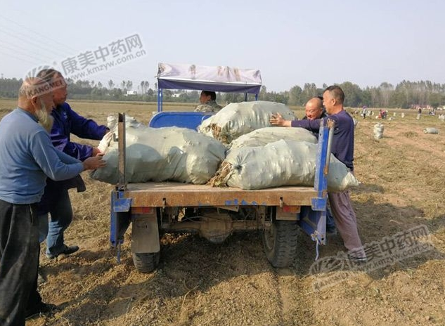 亳州十八里镇腰王村白术开始采挖