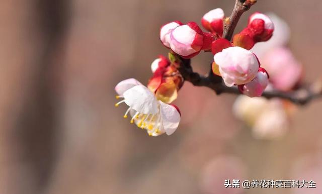 偷浮生半日，品梅兰竹菊，梅兰竹菊四君子的种植方法和技巧