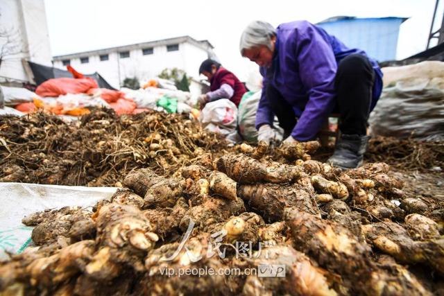 江西新余：中药材种植富农家