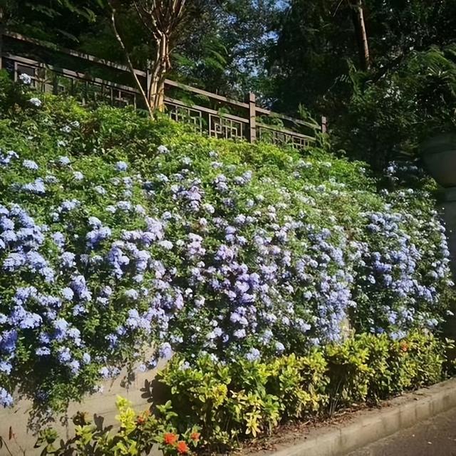 院子里养花，就养“7种华丽花”，不怕冻年年开，老人孩子都喜欢