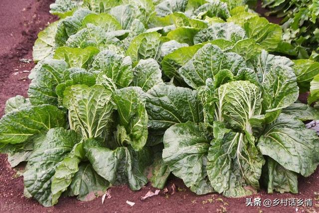 “立秋前后三四天、种植白菜莫迟延”，那移栽呢？又是什么时候