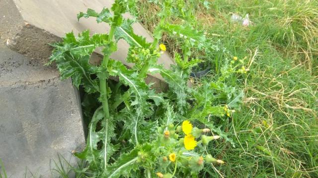 花叶滇苦菜，也叫续断菊，农村田野常见，有啥用处？