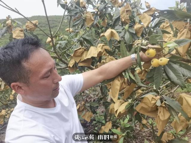 我为家乡水果代言④｜味甜多汁的宁海白枇杷，花也能做成茶，文末有福利哦