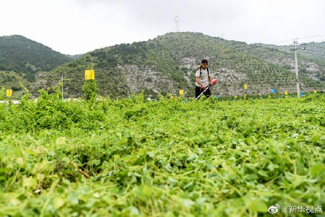 药材飘香的太行山小村庄里，人均增收4000多元