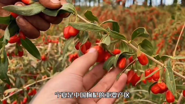 枸杞是宁夏的一张名片，这里拥有最适合枸杞生长的环境