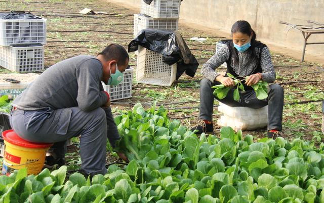 透视《2020年种植业工作要点》，我们发现未来种植业8个新方向