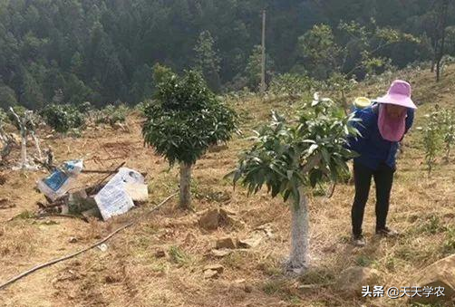 芒果采后怎么管？这样修剪、施肥、防治病虫害，来年果更多