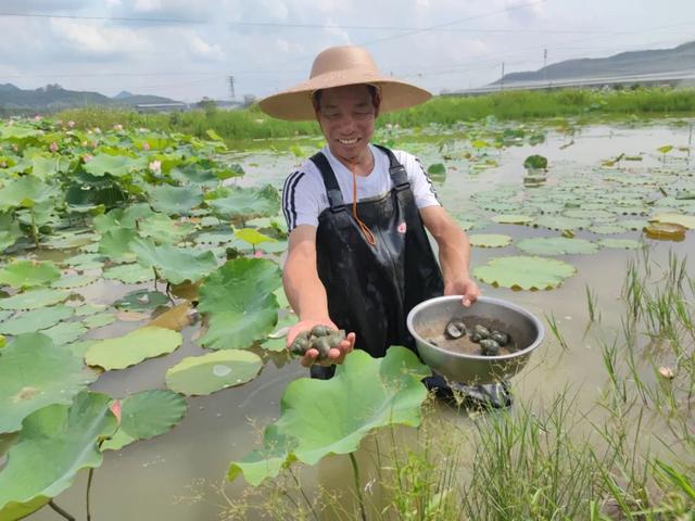 【千名记者一线行】香！甜！脆！扶贫水果撬动贫困村“致富梦”