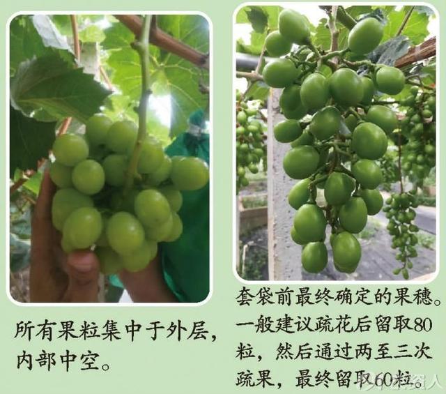 疏花、无核、保果、膨果、定穗，阳光玫瑰花果管理详解