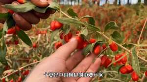 宁夏农作物的种植结构(枸杞是宁夏的一张名片，这里拥有最适合枸杞生长的环境)