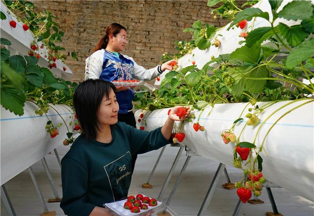 秦皇岛：特色种植助农增收