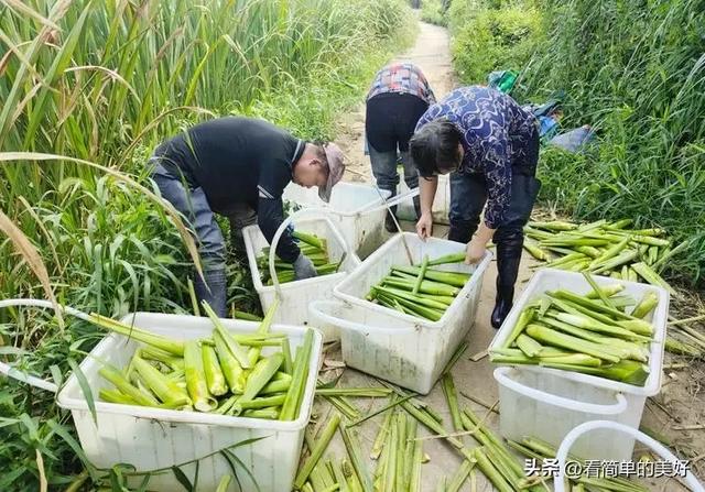 安徽大别山父子“接力” 种茭白 种出乡村致富路，一年纯收入20万