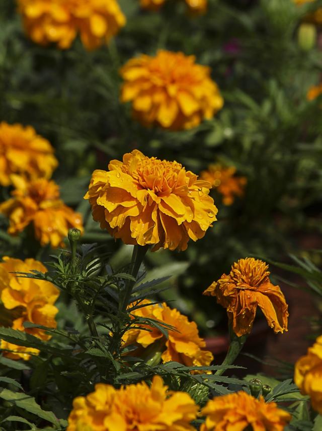 花友一起来抗疫，居家无聊来种花——野菊花