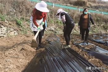 白云镇：春耕好时节 金丝皇菊种植忙