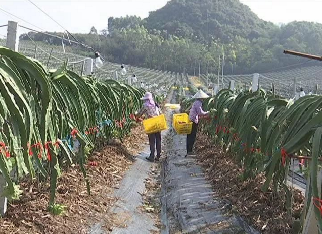 广西隆安：5000多亩火龙果地，种的是果，收获的是……