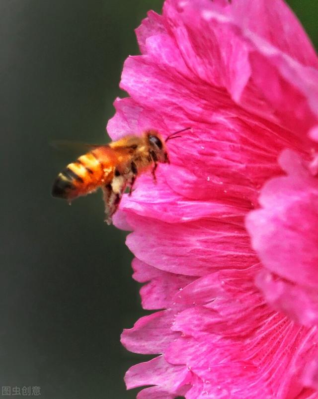 一丈红、熟季花，端午节的绽放，象征夏天的美好，蜀葵