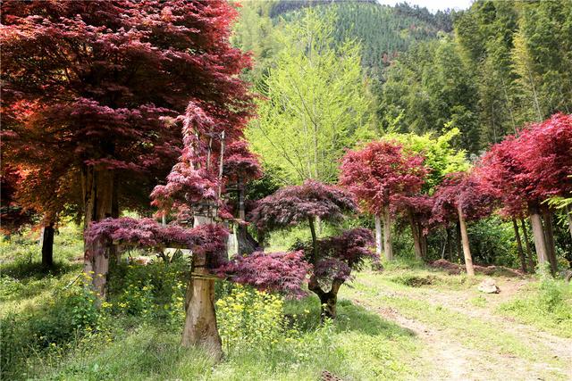 桂林：中国梦追梦人｜种植红枫闯出致富路的陈立桥