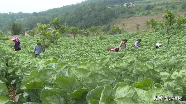 楚雄市树苴乡：培养致富带头人 助力乡村振兴