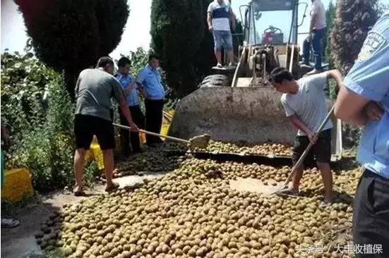 全国猕猴桃种植面积超400万亩，优质高产的又有多少？