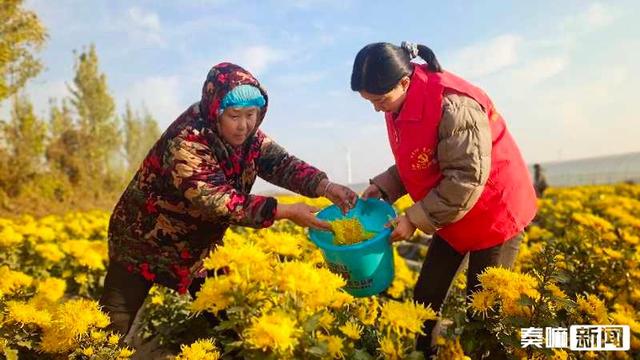 夏津金丝皇菊丰收啦！“金花朵朵”绽放美丽经济