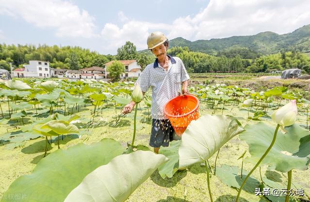 白莲种植正当时，如何能高产？做好7个技术要点，高产并不难