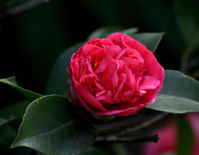 茶花怎么养？园艺师教你，茶花的全面养护技巧，新手也能学会