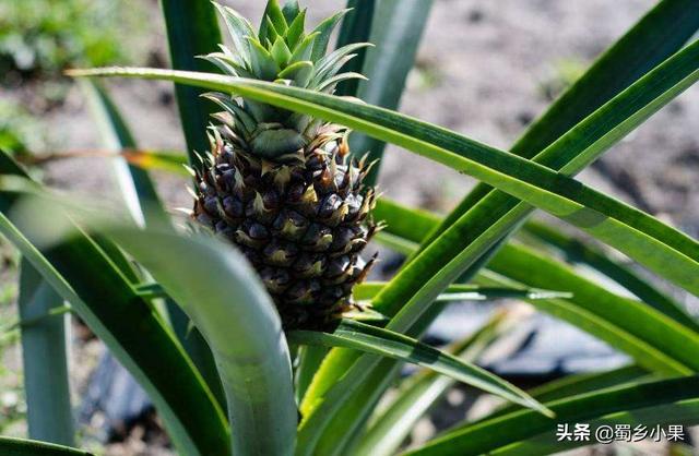 要想种植菠萝年年丰产，根、茎、芽、叶四大生长特性需要掌握