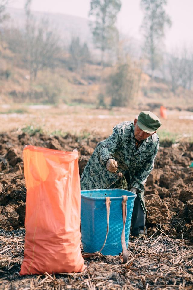 新年开门红 文山市红甸乡3000亩荸荠采挖忙