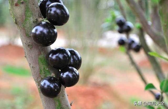 加盟骗局之农村特种种植骗局