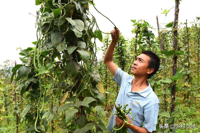 豆角怎么种产量高？老农教你6个技巧，结果一茬接一茬，产量倍增