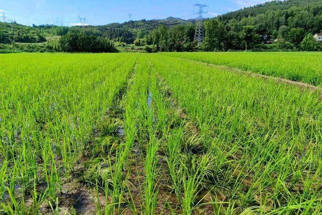 谷城：种植石菖蒲 致富好“钱景”