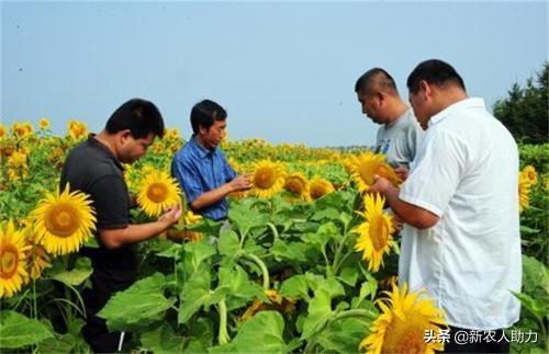 你不知道的葵瓜子种植技术，听老农和你细说，高产丰收有保障