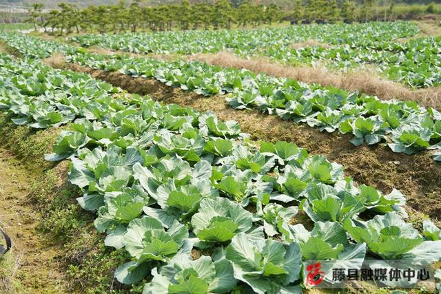 【巾帼风采】90后种植能手戴丽菲：土里掘“金”刨出致富路