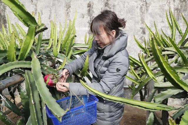 南果北种结硕果，顺义市民吃上本土火龙果