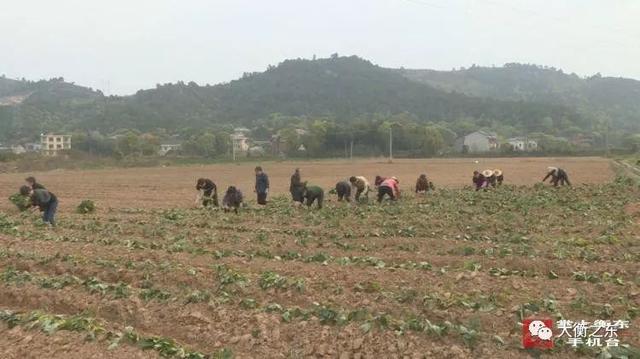 追梦路上青春衡东：吴集杨梓坪村栽种紫薯播撒希望