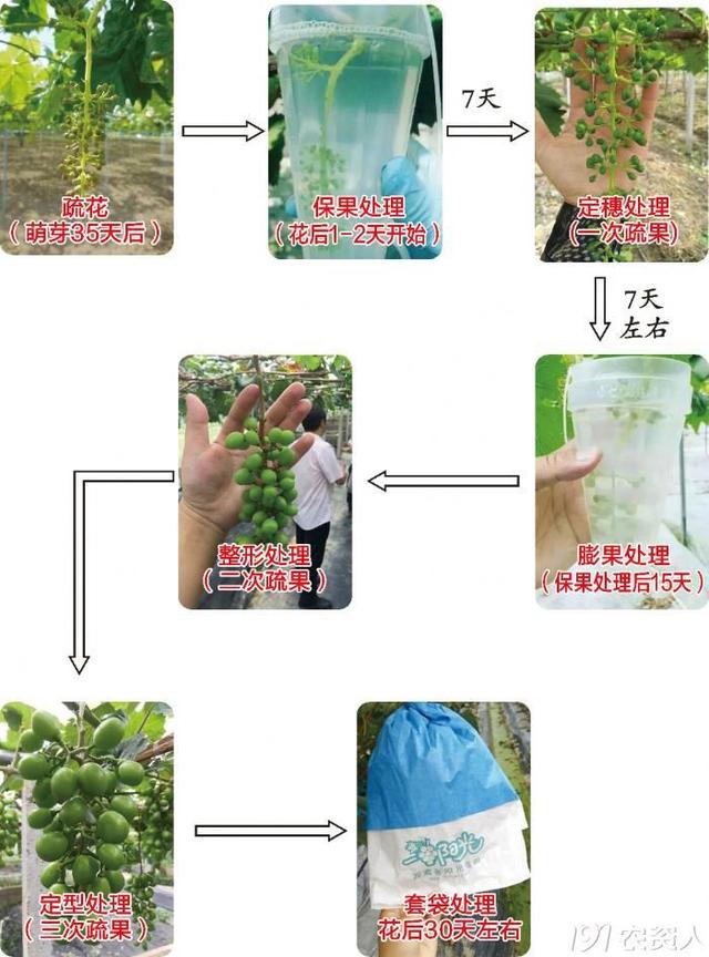 疏花、无核、保果、膨果、定穗，阳光玫瑰花果管理详解