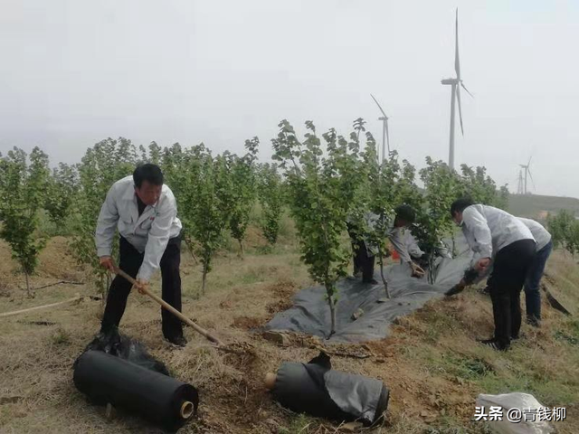 瘠薄山地平欧大果榛子丰产栽培技术探讨