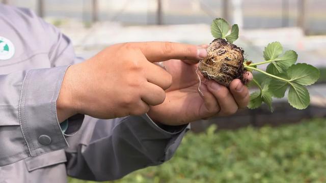 草莓种植热情高涨？想稳赚不赔，一篇文章看懂当下产业问题