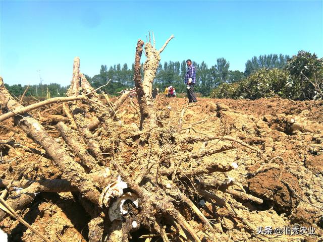 农民种植热门中药材，行情一跌再跌，药材商报价太伤人