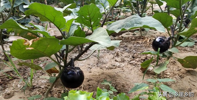 茄子不坐果，菜农透露种植诀窍，一棵能结十多个，每亩产量近万斤