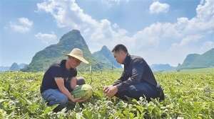 南宁西瓜种植(西乡塘区金陵镇业仁村西瓜甜蜜上市)