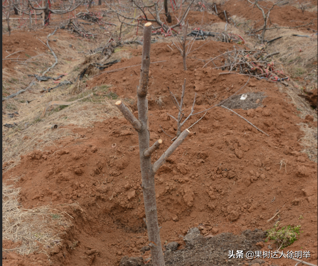 种植大樱桃的你无论折腾什么树形，这些方法学会才能出彩有亮点