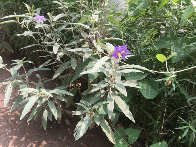 银毛龙葵，农村田野开紫花漂亮植物，见了一定要除掉！