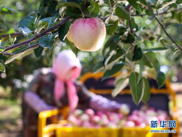 宁夏中卫：苹果飘香采摘忙