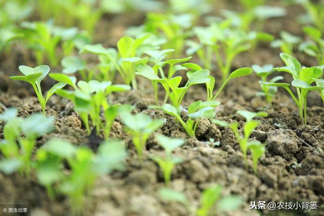 空心菜好种植、易管理，用好这些播种方法能大幅提升产量和品质！