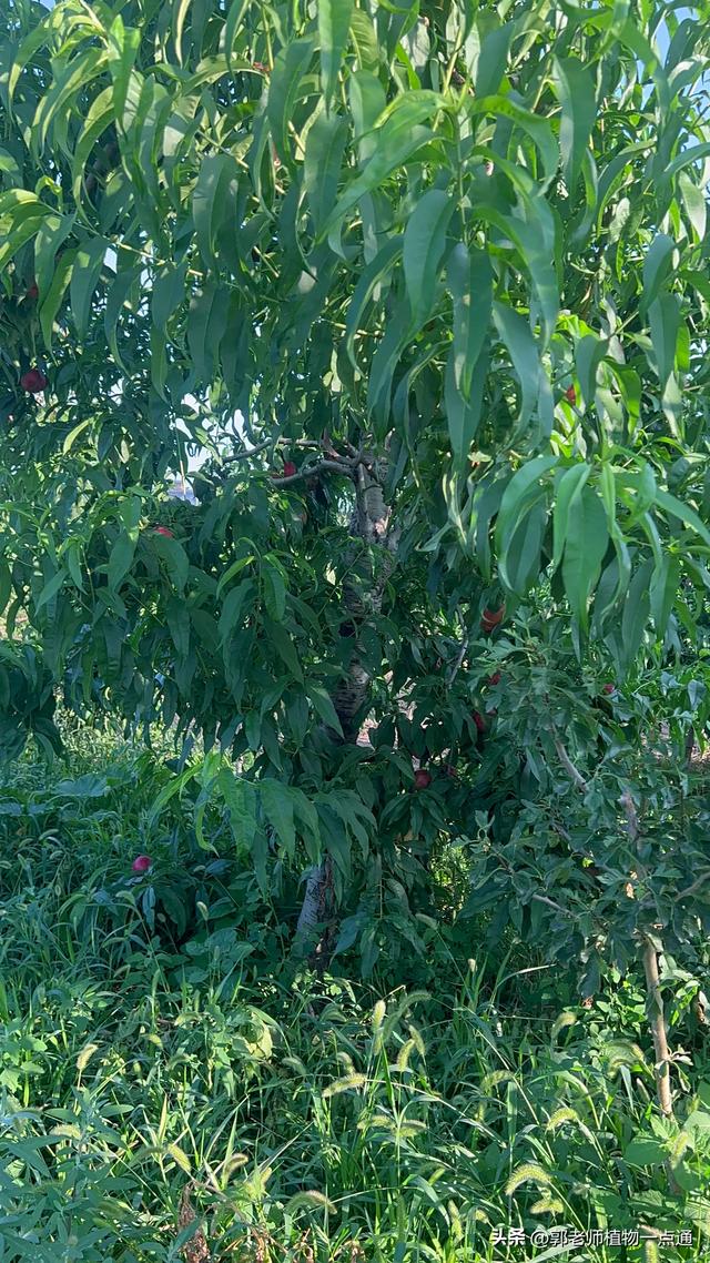 桃树种植管理