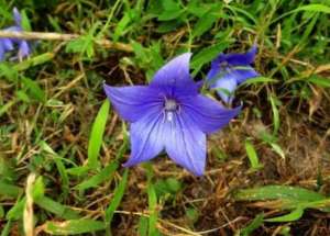 桔梗花什么时候种植(野外1种“紫色花”，根可以入药，人称“桔梗”，2元一斤有人收)