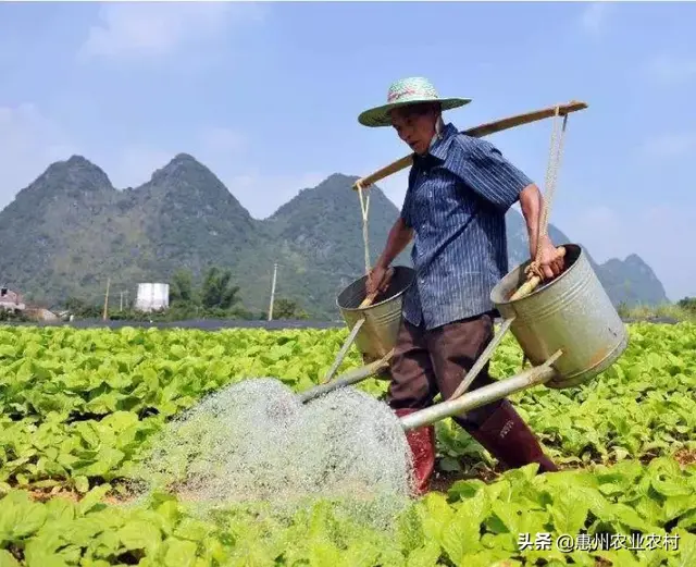 什么时候种什么菜？这份全年种植时间表，一看就知道！