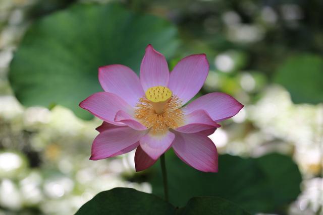 好奇点｜埋藏千年的莲子为何能育出新芽？并蒂莲为何花开并蒂？答案全在这里