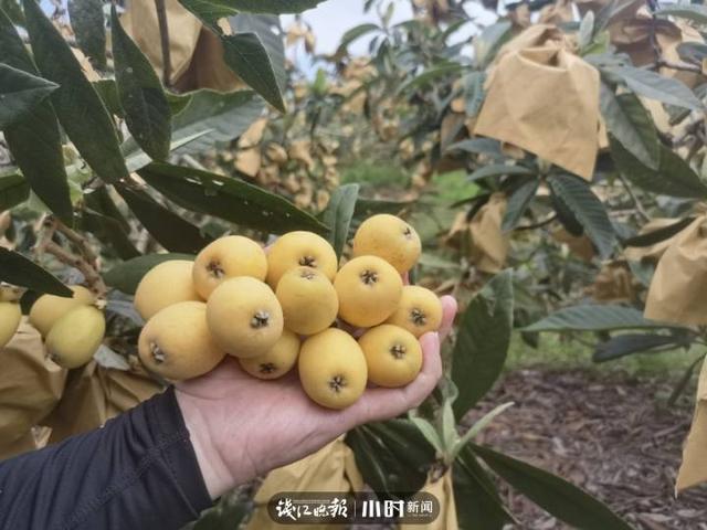 我为家乡水果代言④｜味甜多汁的宁海白枇杷，花也能做成茶，文末有福利哦